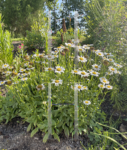 Picture of Leucanthemum x superbum 