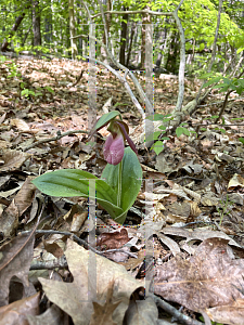 Picture of Cypripedium acaule 