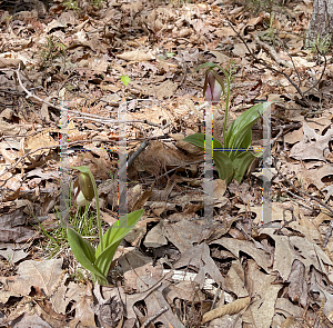 Picture of Cypripedium acaule 