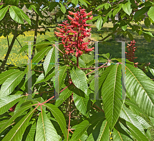 Picture of Aesculus pavia 