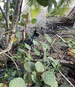 Picture of Coccoloba uvifera 