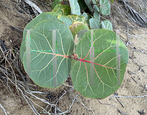 Picture of Coccoloba uvifera 