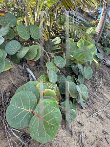 Picture of Coccoloba uvifera 