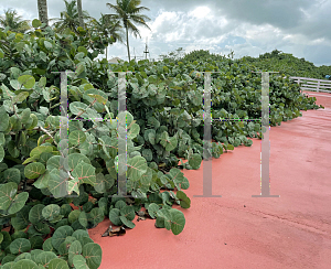 Picture of Coccoloba uvifera 