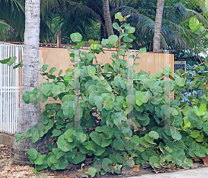 Picture of Coccoloba uvifera 