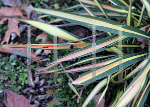 Picture of Yucca filamentosa 'Color Guard'