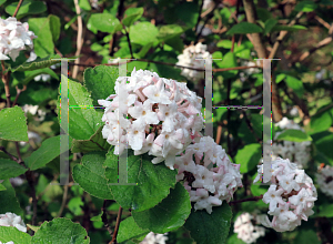 Picture of Viburnum carlesii 