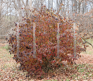 Picture of Viburnum carlesii 