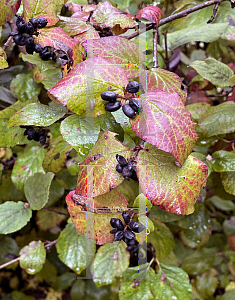 Picture of Viburnum carlesii 