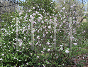 Picture of Viburnum carlesii 