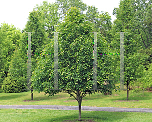 Picture of Tilia cordata 'Greenspire'