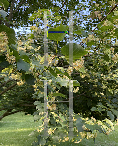 Picture of Tilia cordata 'Greenspire'