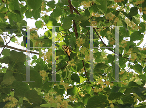 Picture of Tilia cordata 'Greenspire'