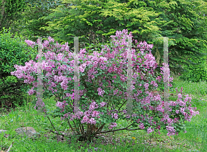 Picture of Syringa x 'Penda (Bloomerang Purple)'