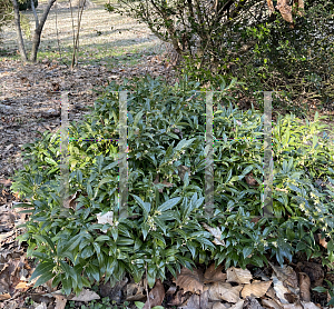 Picture of Syringa x 'Penda (Bloomerang Purple)'