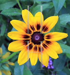 Picture of Rudbeckia hirta 