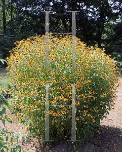 Picture of Rudbeckia triloba 