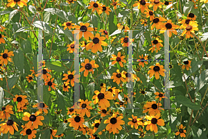 Picture of Rudbeckia triloba 