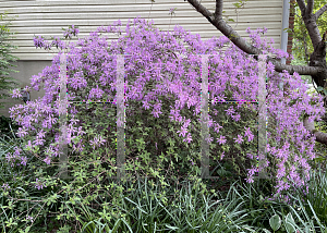 Picture of Rhododendron (subgenus Azalea) 'Koromo Shikibu'