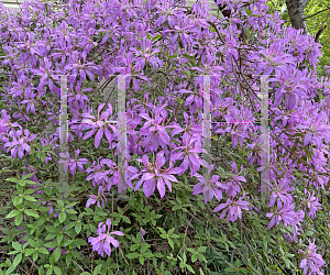 Picture of Rhododendron (subgenus Azalea) 'Koromo Shikibu'