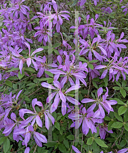 Picture of Rhododendron (subgenus Azalea) 'Koromo Shikibu'