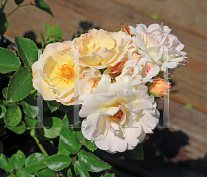 Picture of Rosa  'Meidevi' (Buttercream Drift)