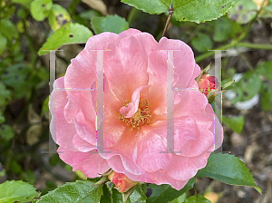 Picture of Rosa  'Meiggili' (Peach Drift)