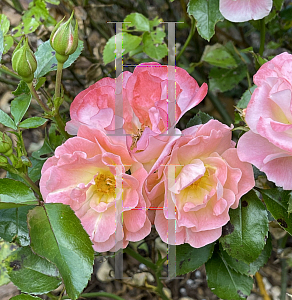 Picture of Rosa  'Meiggili' (Peach Drift)