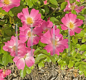 Picture of Rosa  'Meijocos' (Pink Drift)