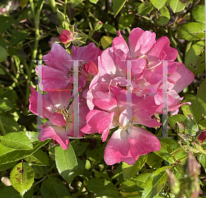 Picture of Rosa  'Meijocos' (Pink Drift)