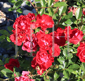 Picture of Rosa  'Meigalpio' (Red Drift)
