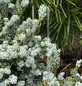 Picture of Abies koreana 'Kohout's Ice Breaker'