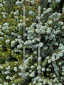 Picture of Abies koreana 'Kohout's Ice Breaker'