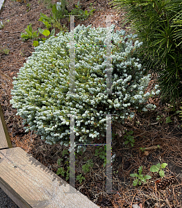 Picture of Abies koreana 'Kohout's Ice Breaker'