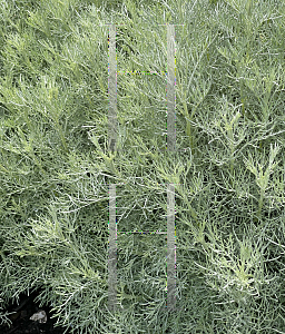 Picture of Artemisia x 'Versicolor'