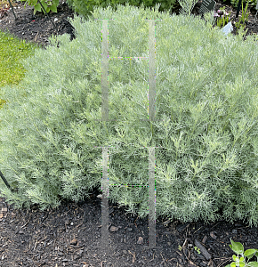 Picture of Artemisia x 'Versicolor'
