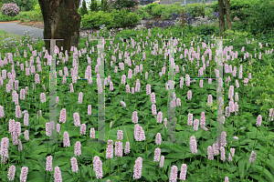 Picture of Bistorta officinalis '~Species'