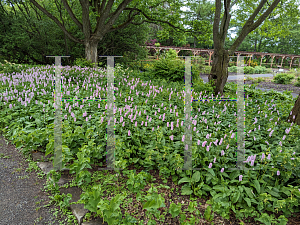 Picture of Bistorta officinalis '~Species'