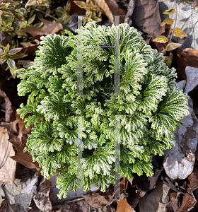 Picture of Selaginella kraussiana '~Species'