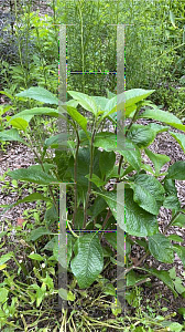 Picture of Elephantopus carolinianus '~Species'