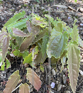 Picture of Epimedium ssp. nova 'Spine Tingler'