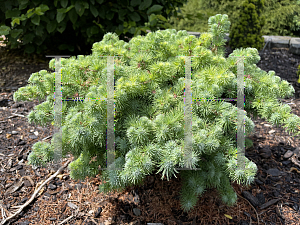 Picture of Larix kaempferi 'Wolterdingen'