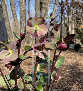 Picture of Helleborus  'Frostkiss Anna's Red'