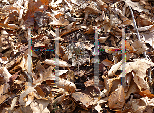 Picture of Botrychium dissectum '~Species'