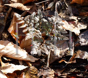 Picture of Botrychium dissectum '~Species'