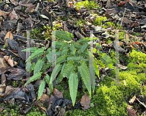 Picture of Epimedium ssp. nova 'Spine Tingler'