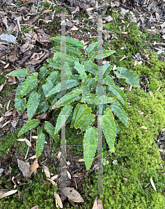 Picture of Epimedium ssp. nova 'Spine Tingler'