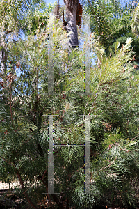 Picture of Grevillea x 'Moonlight'