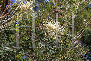 Picture of Grevillea x 'Moonlight'