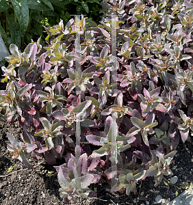 Picture of Hylotelephium  'Purple Emperor'